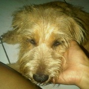 honden foto van sharona