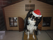 honden foto van Moreels Marie-christine