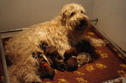 honden foto honden foto van Heleen Lowiessen