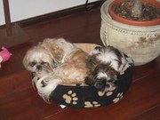 honden foto van Agnes vd Bosch