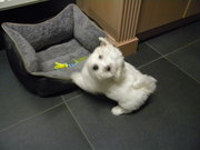 honden foto van Laveyne Kurt