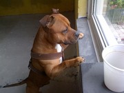 honden foto honden foto van mike