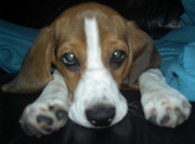 honden foto van Jeroen