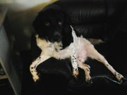 honden foto van Anja
