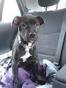 honden foto van elise van engelen