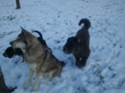 honden foto van tineke  en milow