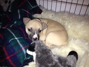 honden foto van Esther