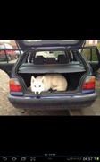honden foto van Ester