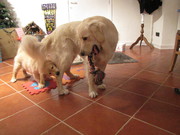 honden foto van Patouf