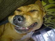 honden foto van Iris