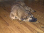 honden foto honden foto van Harma