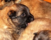 honden foto van marcel