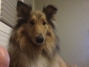 honden foto van Cathy