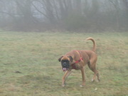 honden foto van Britt Renzen