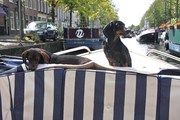 honden foto honden foto van Anja Hans en teckeltjes Jex en Joris