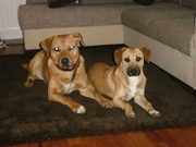 honden foto van VaniM