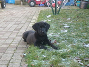 honden foto van mirjam