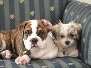 honden foto van mirandavanes