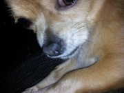 honden foto honden foto van Alex