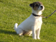 honden foto honden foto van Titia