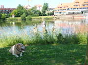honden foto honden foto van femke