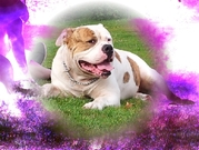 honden foto van Donald Quist