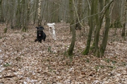 honden foto honden foto van Jenny
