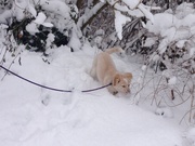 honden foto honden foto van Caroline