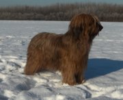 honden foto van Monique Jansen