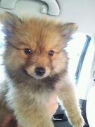 honden foto van Anneke