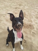 honden foto van Jeske & Pacha