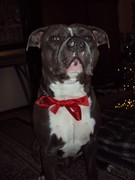 honden foto van Merkuh