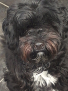 honden foto van Ziggy
