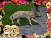 honden foto van  Eddy