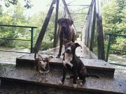 honden foto van Nadine