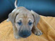 honden foto van mandy dieters