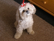 honden foto honden foto van Dodje