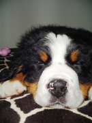 honden foto van linda