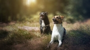 honden foto honden foto van -