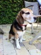 honden foto van Paula