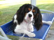 honden foto van Lieve