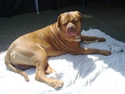 honden foto van evelien blankestijn