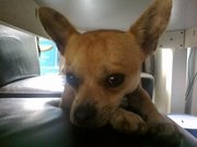 honden foto van Morgane