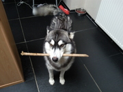 honden foto van Mich lardot