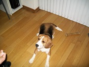 honden foto van Lynn