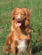 honden foto van marty