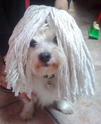 honden foto van Priscilla Micholt