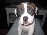 honden foto van marjolein