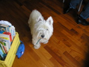 honden foto van corrie