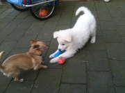 honden foto van Joey Beer